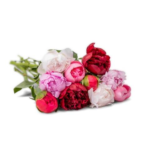 Pivoňky na přání